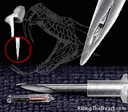 A serpent's fang compared to the Verichip and syringe